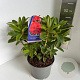 Rhododendron 'Red Jack' 40-50 cm 5,0L