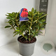 Rhododendron 'Red Jack' 40-50 cm 5,0L