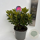 Rhododendron 'Rocket' 40-50 cm 5,0L