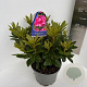 Rhododendron 'Rocket' 40-50 cm 5,0L