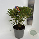 Rhododendron 'Tortoiseshell Orange' 40-50 cm 5,0L