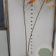 Rhus typhina 125-150 cm met kluit 2 tak