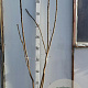 Rhus typhina 150-175 cm met kluit 3 tak meerstammig