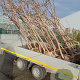 Rhus typhina 175-200 cm met kluit 3 tak meerstammig