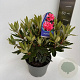 Rhododendron 'Vulcan's Flame' 40-50 cm 5,0L