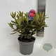 Rhododendron 'Vulcan's Flame' 40-50 cm 5,0L