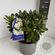 Rhododendron yakushimanum 25-30 cm 5,0L
