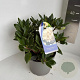 Rhododendron yakushimanum 30-40 cm 5,0L