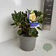 Rhododendron yakushimanum 30-40 cm 5,0L