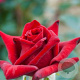 Rosa (T) 'Adahuin' 200-250 cm 20L 3 stok