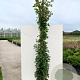 Rosa (P) 'Alaska' 200-250 cm 20L 3 stok
