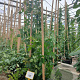 Rosa (K) 'Albertine' 200-250 cm 20L 3 stok