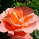 Rosa (K) 'Alibaba' 200-250 cm 20L 3 stok