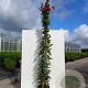 Rosa (K) Amadeus 200-250 cm 20L 3 stok