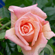 Rosa (H) Barock 200-250 cm 20L 3 stok