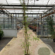 Rosa banksiae 'Rosea' 200-250 cm 20L 3 stok