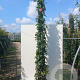 Rosa (F) 'Camelot' 200-250 cm 20L 3 stok