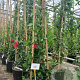 Rosa (K) Laguna 200-250 cm 20L 3 stok