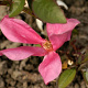 Rosa (H) 'Mutabilis' 100-125 cm 20L