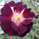 Rosa (K) Night Owl 200-250 cm 20L 3 stok
