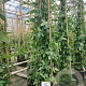 Rosa (K) 'Paul's Him. Musk Rambler' 200-250 cm 20L 3 stok