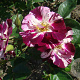 Rosa (K) Purple Splash 200-250 cm 20L 3 stok