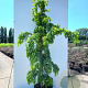 Robinia ps. Twisty Baby 175-200 cm 20L