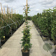 Rosa (K) Uetersener Klosterrose 200-250 cm 20L 3 stok