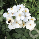 Rosa (H) 'Visamalbi' 80-100 cm 20L