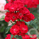 Rosa (F) 'Viscoal' 80-100 cm 20L