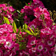 Rosa (H) 'Visraroda' 80-100 cm 20L