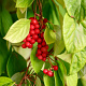 Schisandra chinensis 200-250 cm 20L 3 stok