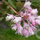 Staphylea holocarpa 150-175 cm 20L