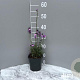 Erysimum 'Bowles' Mauve' GM 2,0L
