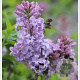 Syringa hyac. 'Lavender Lady' 150-175 cm 35L