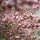 Tamarix gallica 300-350 cm cont. 80L