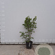 Tilia henryana 125-150 cm 35L