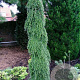 Tsuga het. 'Thorsen's Weeping' 200-250 cm 35L