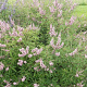 Vitex agnus-castus Pink Pinnacle 80-100 cm 20L