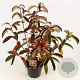 Viburnum 'Le Bois Marquis' 100-125 cm 20L