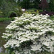 Viburnum plic. 'St Keverne' 175-200 cm 20L