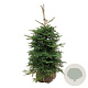 Abies koreana 80-100 cm met kluit extra