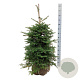 Abies koreana 80-100 cm met kluit extra