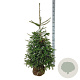 Abies koreana 125-150 cm met kluit extra