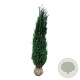 Chamaecyparis l. 'Columnaris' 200-225 cm met kluit extra