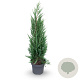 Juniperus s. 'Blue Arrow' 200-225 cm met kluit extra