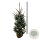 Picea pungens 'Edith' 125-150 cm met kluit extra