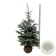 Picea pungens 'Edith' 150-175 cm met kluit extra