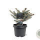 Picea pungens 'Glauca Globosa' 20-25 cm 3,0L