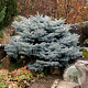 Picea pungens 'Glauca Globosa' 20-25 cm 3,0L